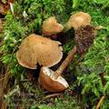 Cystoderma_subvinaceum_bp0598