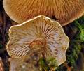 Cystoderma_subvinaceum_bp0603