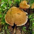 Cystoderma_subvinaceum_bp0605