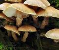 Cystoderma_subvinaceum_bv4767