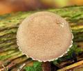 Cystoderma_subvinaceum_bv4775