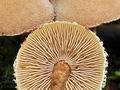 Cystoderma_subvinaceum_bv4797