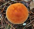 Cystoderma_terrei_ca2845