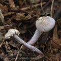 Cystolepiota_bucknallii_aj1356