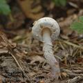 Cystolepiota_bucknallii_aj1362