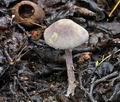 Cystolepiota_bucknallii_bv6191