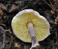 Cystolepiota_bucknallii_bv6196