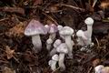 Cystolepiota_bucknallii_cr4370s