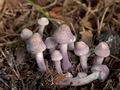 Cystolepiota_bucknallii_cr4529s