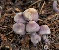 Cystolepiota_bucknallii_cr4716s