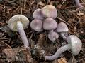 Cystolepiota_bucknallii_cr4725s