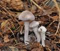 Cystolepiota_bucknallii_cr4775