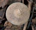 Cystolepiota_bucknallii_cr4787s