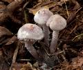 Cystolepiota_bucknallii_cr4869s