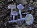 Cystolepiota_bucknallii_cr6299