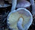 Cystolepiota_bucknallii_cr6303s