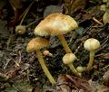 Cystolepiota_hetieri_ce4403s