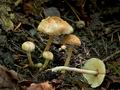 Cystolepiota_hetieri_ce4421s