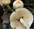 Cystolepiota_hetieri_ce4433s