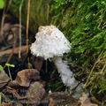 Cystolepiota pulverulenta bh8603