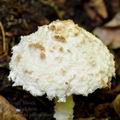 Cystolepiota pulverulenta bh8622