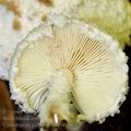 Cystolepiota pulverulenta bh8624