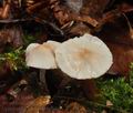 Cystolepiota_seminuda_bs8480