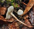 Cystolepiota_seminuda_bs8483