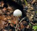 Cystolepiota_seminuda_bv0719