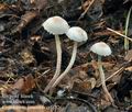 Cystolepiota_seminuda_cr4882