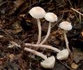 Cystolepiota_seminuda_cr4889s