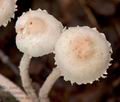 Cystolepiota_seminuda_cr4897s