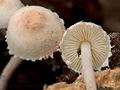 Cystolepiota_seminuda_cr4911s