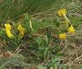 Cytisus_ratisbonensis_aa8346