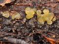 Dacrymyces_capitatus_bn2945