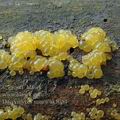 Dacrymyces_minor_ak5054