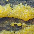 Dacrymyces_minor_ak5065