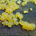 Dacrymyces_minor_ak5071