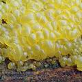 Dacrymyces_minor_ak5077