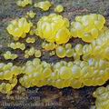 Dacrymyces_minor_ak5080