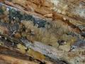 Dacrymyces_tortus_bn1208