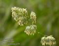 Dactylis_glomerata_a129