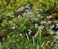 Dactylis_glomerata_bs1458