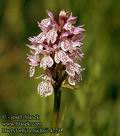 Dactylorhiza_fuchsii_4728