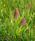 Dactylorhiza_incarnata_4143