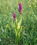 Dactylorhiza_incarnata_4727