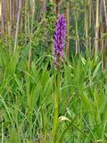 Dactylorhiza_incarnata_br7348