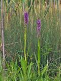 Dactylorhiza_incarnata_br7355