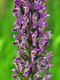 Dactylorhiza_incarnata_br7362