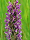 Dactylorhiza_incarnata_br7372